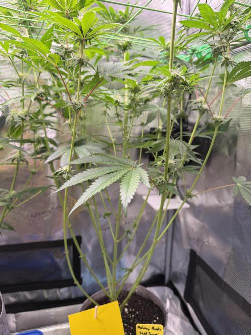 Seed Supplier Projekt. Week 10