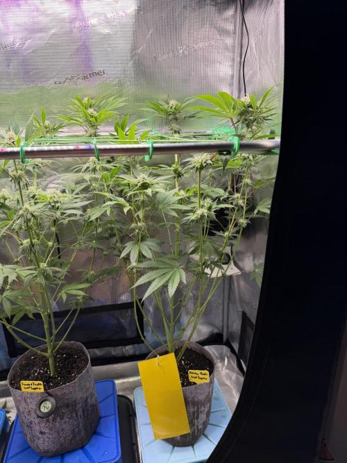 Seed Supplier Projekt. Week 10