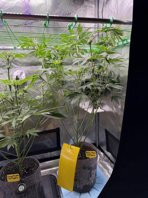 Seed Supplier Projekt. Week 10