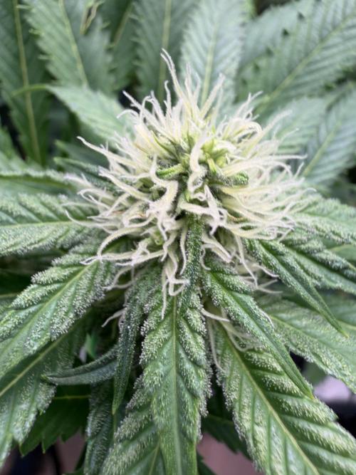 Seed Supplier Projekt. Week 9