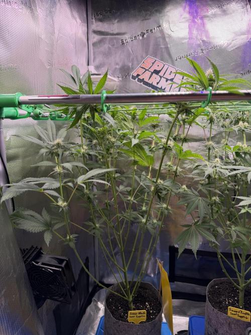 Seed Supplier Projekt. Week 9