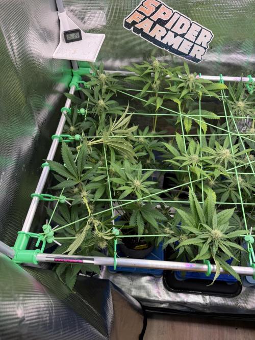 Seed Supplier Projekt. Week 9