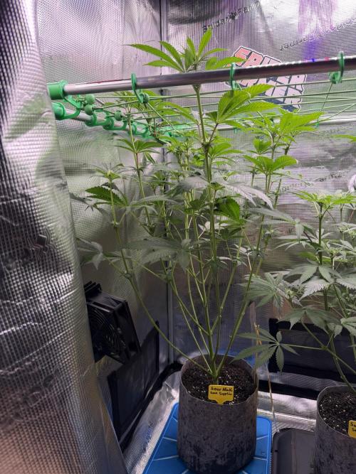 Seed Supplier Projekt. Week 9