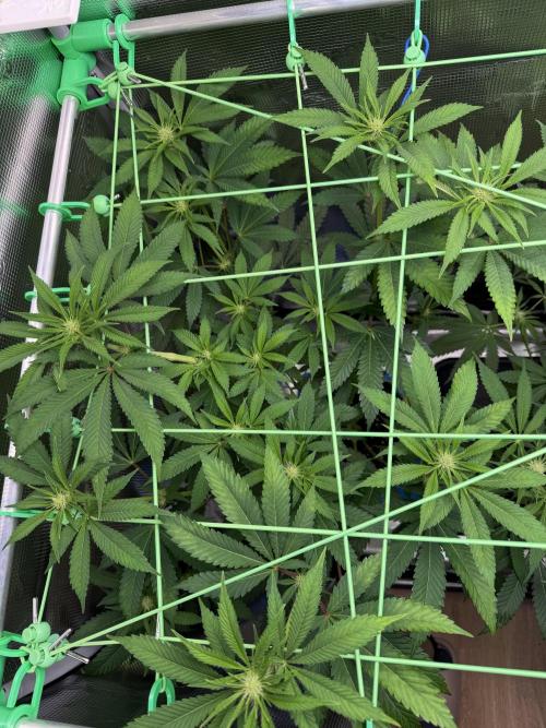Seed Supplier Projekt. Week 9