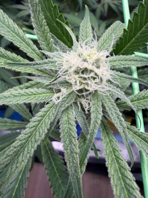 Seed Supplier Projekt. Week 9