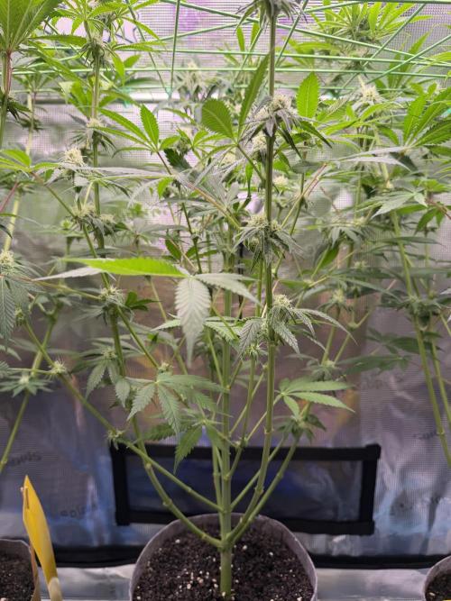 Seed Supplier Projekt. Week 9