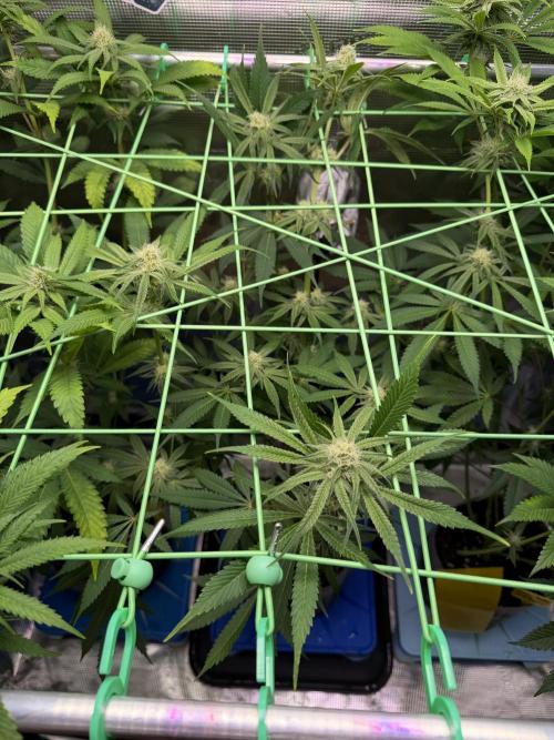 Seed Supplier Projekt. Week 9
