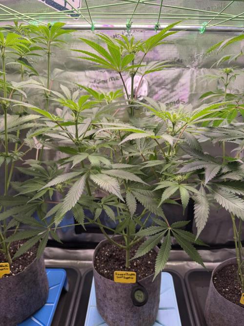 Seed Supplier Projekt. Week 9