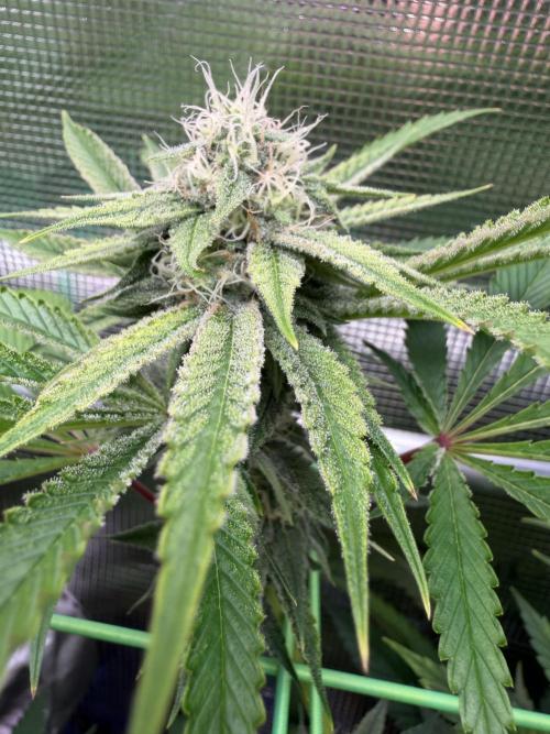Seed Supplier Projekt. Week 11