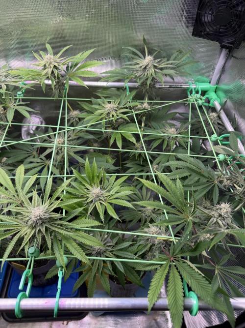 Seed Supplier Projekt. Week 11