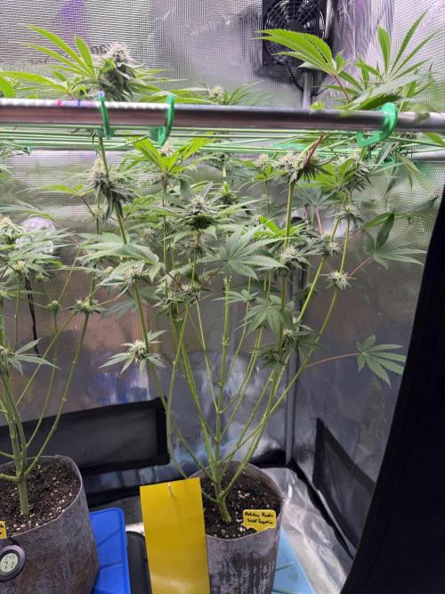Seed Supplier Projekt. Week 11
