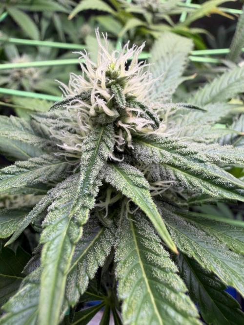 Seed Supplier Projekt. Week 10