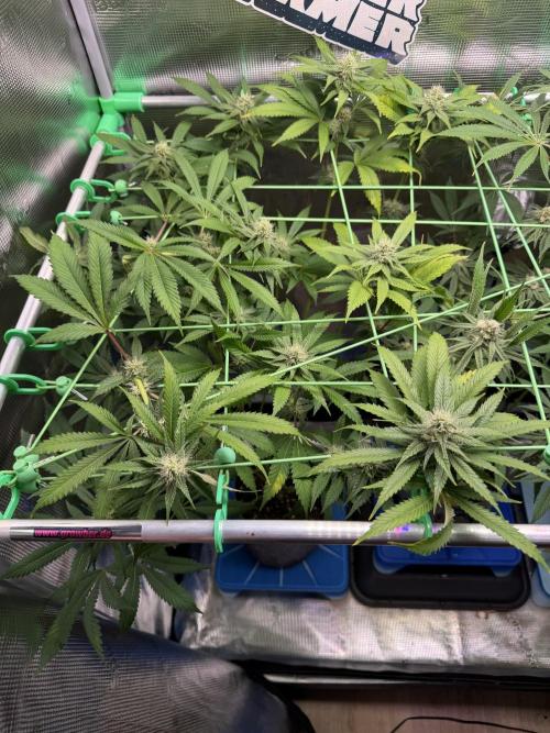 Seed Supplier Projekt. Week 10
