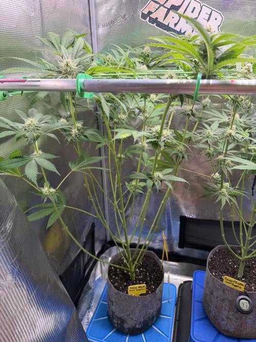 Grow Tent 4’x2’x5′ (120cm x 60cm x 150cm). Week 10