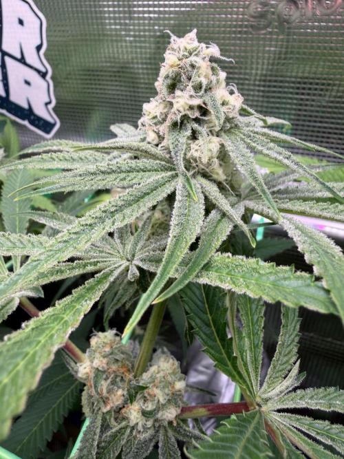Seed Supplier Projekt. Week 10