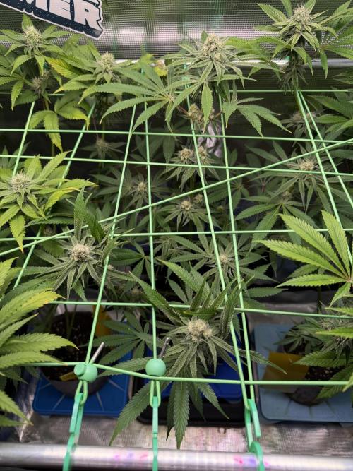 Seed Supplier Projekt. Week 10