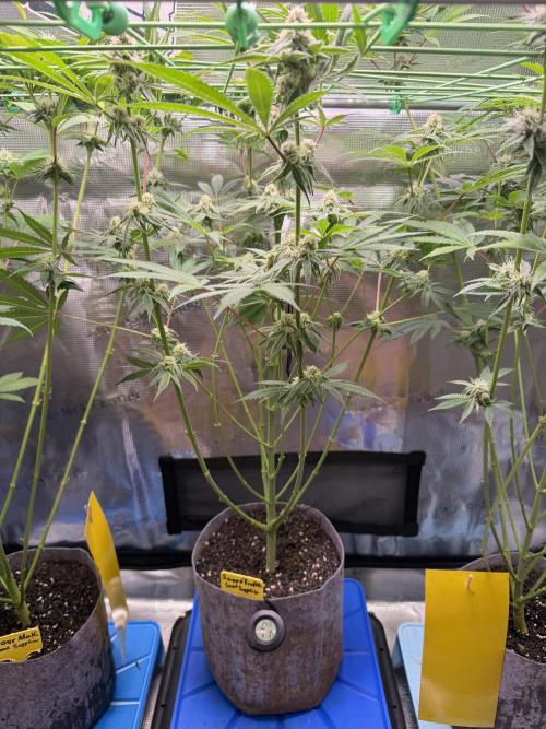 Grow Tent 4’x2’x5′ (120cm x 60cm x 150cm). Week 10