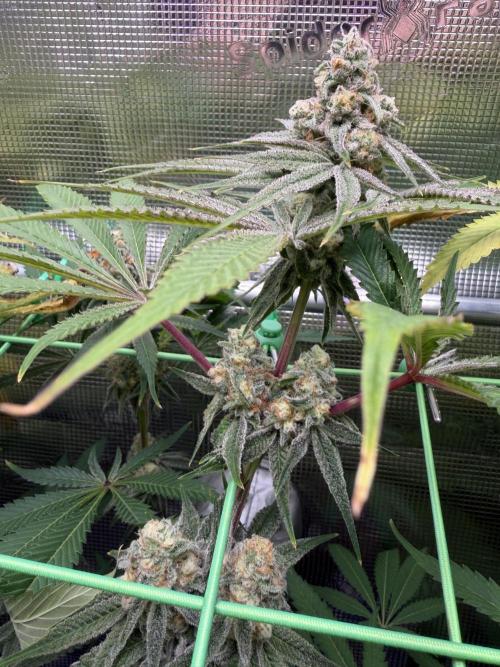 Seed Supplier Projekt. Week 11