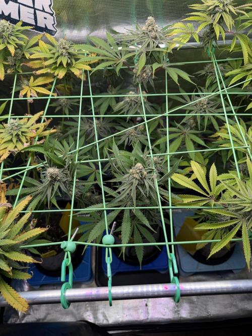 Seed Supplier Projekt. Week 11