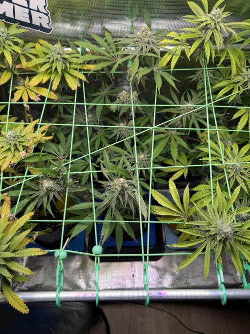 Seed Supplier Projekt. Week 11