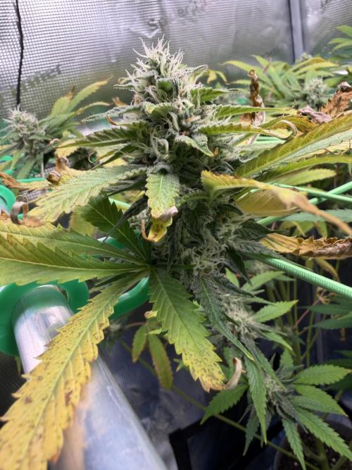 Seed Supplier Projekt. Week 11