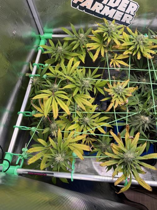 Seed Supplier Projekt. Week 11
