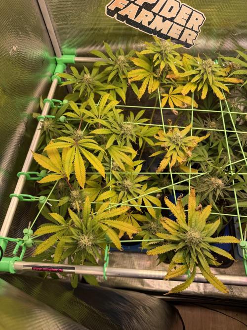 Seed Supplier Projekt. Week 11