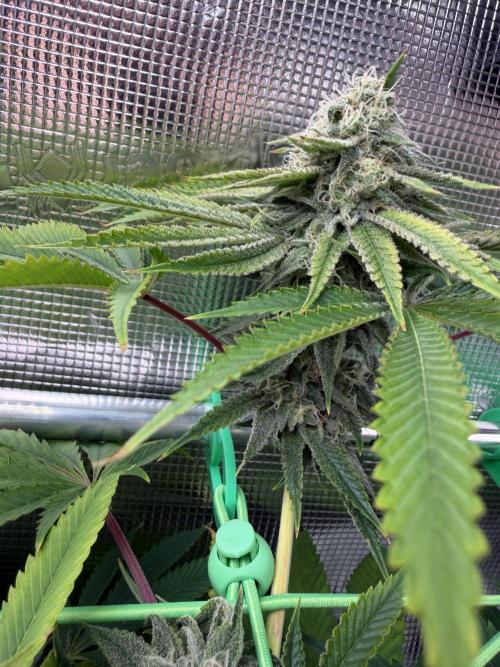 Seed Supplier Projekt. Week 12