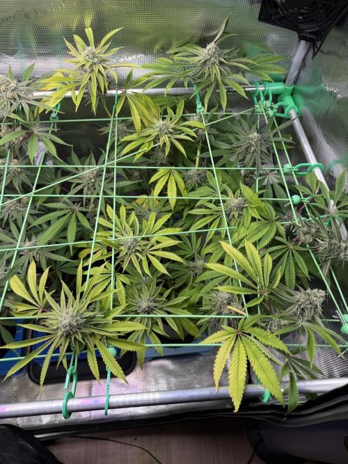 Seed Supplier Projekt. Week 12