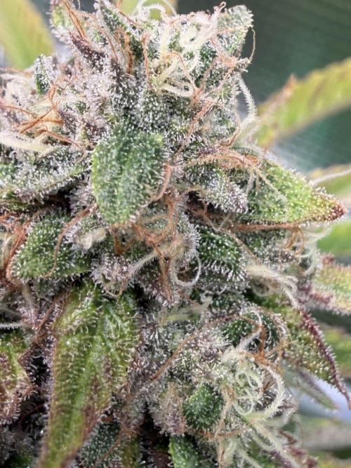 Seed Supplier Projekt. Week 13