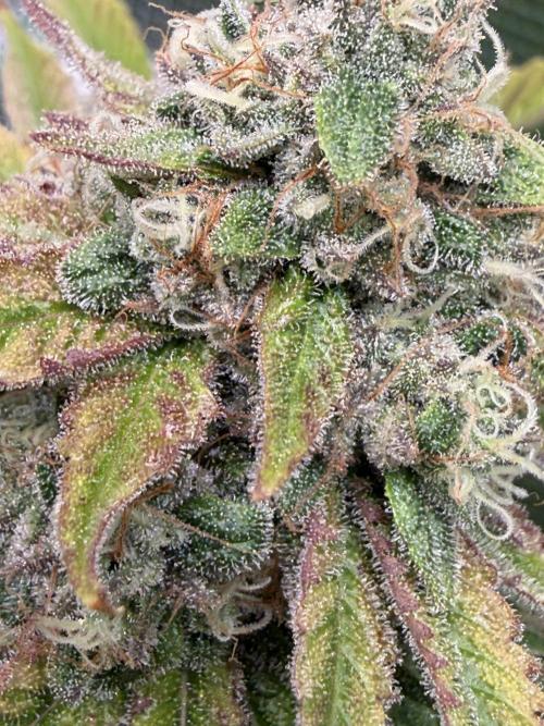 Seed Supplier Projekt. Week 13