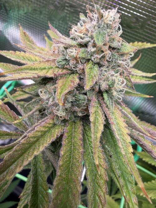 Seed Supplier Projekt. Week 13