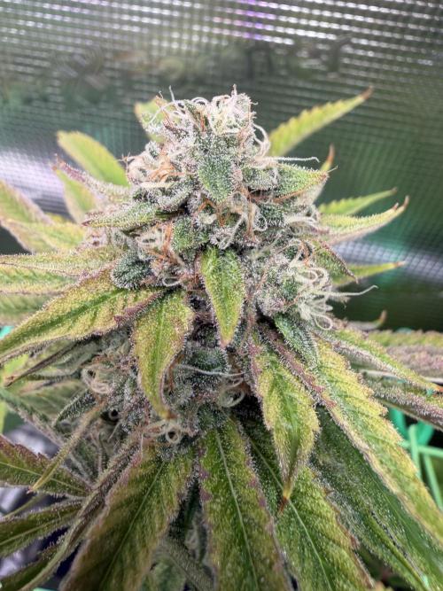 Seed Supplier Projekt. Week 13