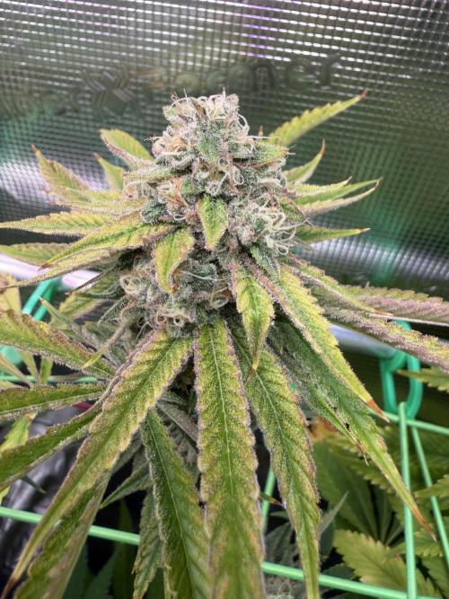 Seed Supplier Projekt. Week 13