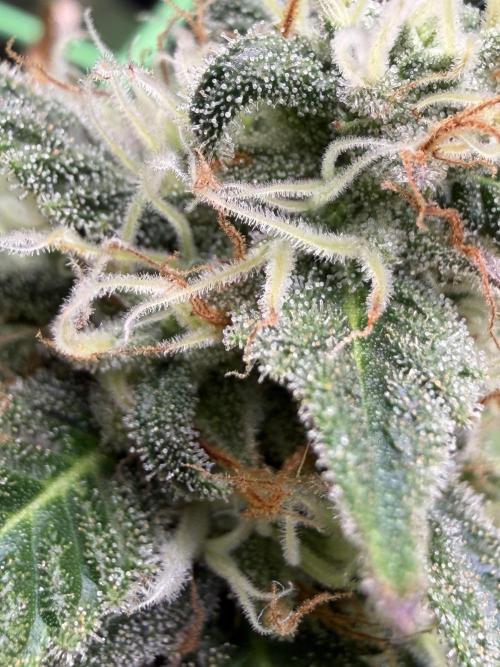 Seed Supplier Projekt. Week 12