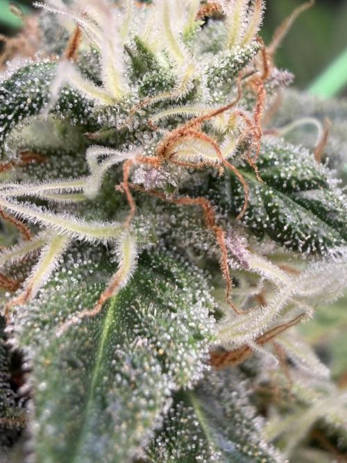 Seed Supplier Projekt. Week 12