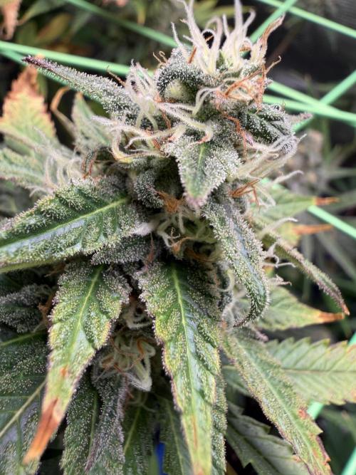 Seed Supplier Projekt. Week 12