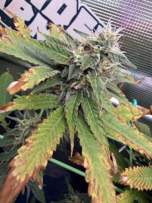 Seed Supplier Projekt. Week 12