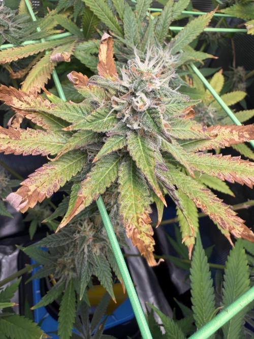 Seed Supplier Projekt. Week 12