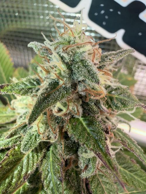 Seed Supplier Projekt. Week 13
