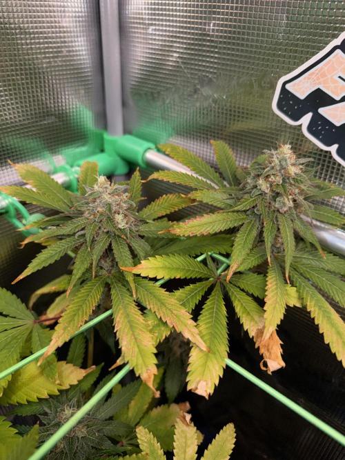 Seed Supplier Projekt. Week 13
