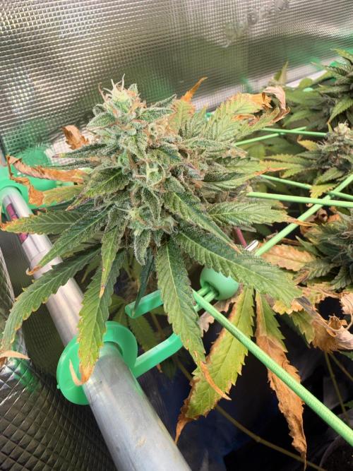 Seed Supplier Projekt. Week 13