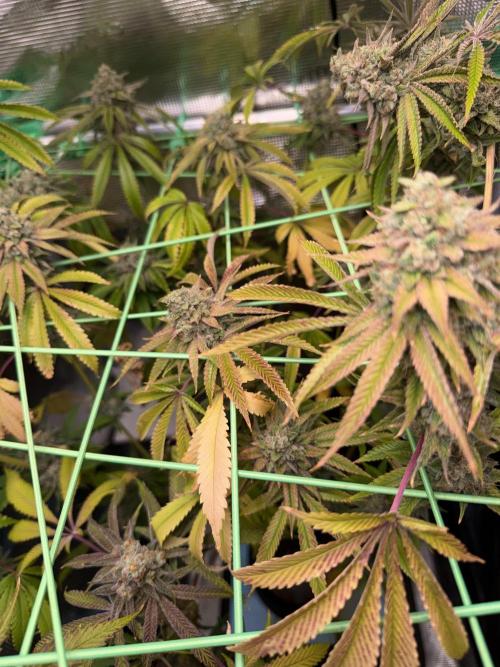 Seed Supplier Projekt. Week 14