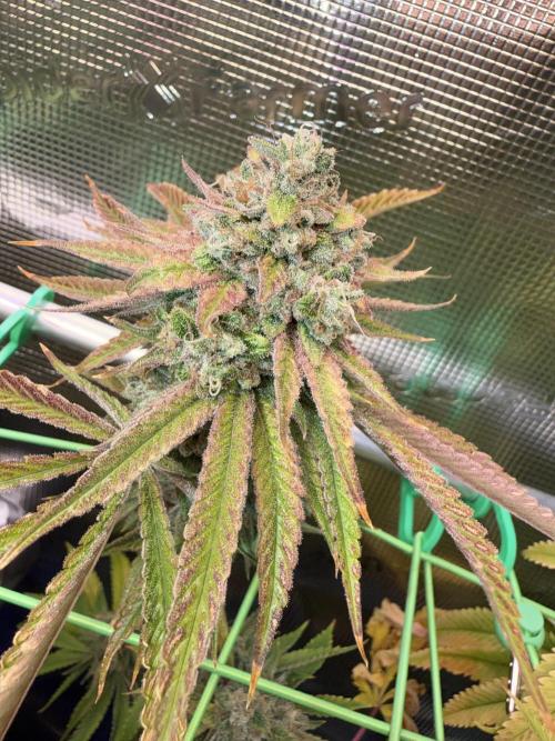 Seed Supplier Projekt. Week 14