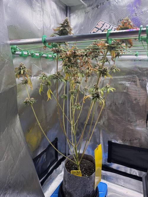 Seed Supplier Projekt. Week 14