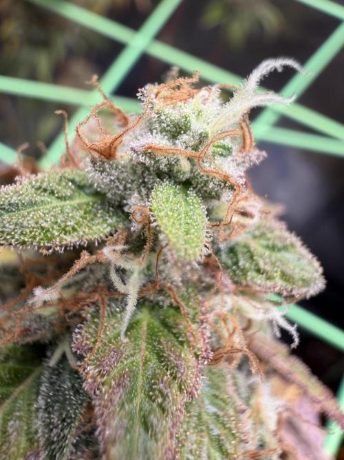 Seed Supplier Projekt. Week 14