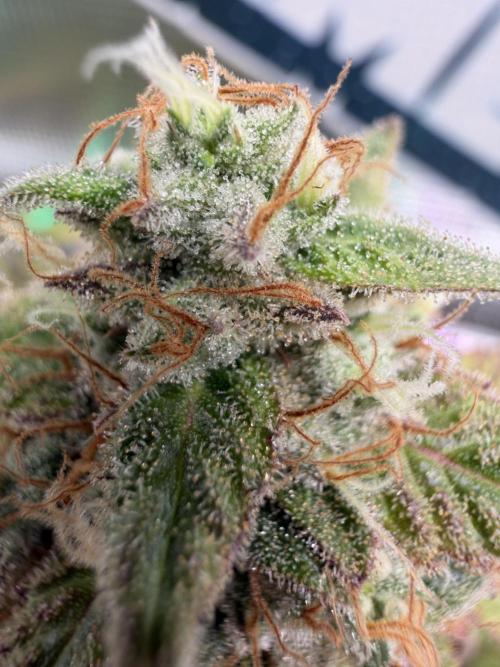 Seed Supplier Projekt. Week 14