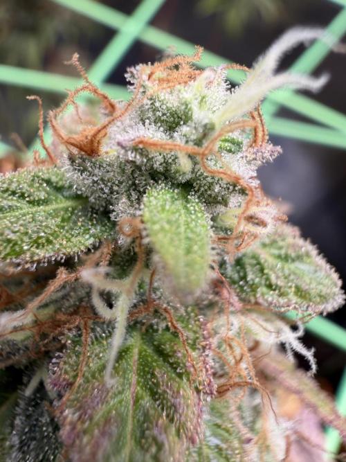 Seed Supplier Projekt. Week 14