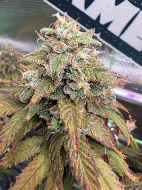 Seed Supplier Projekt. Week 14