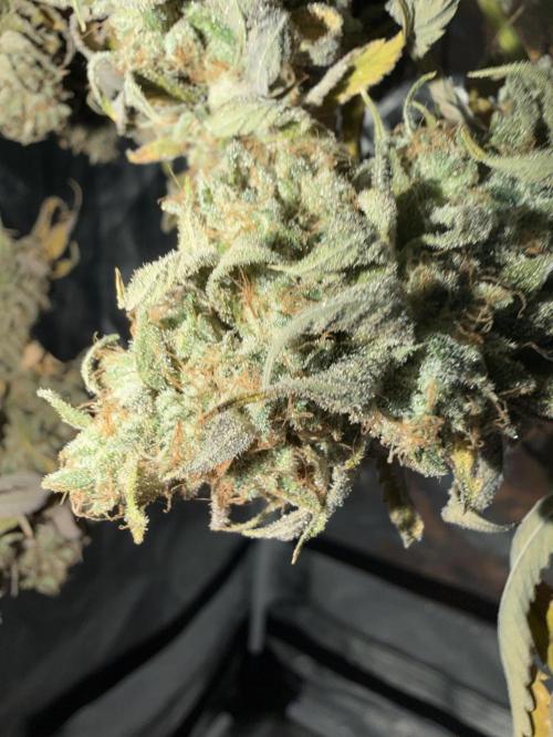 Seed Supplier Projekt. Week 15